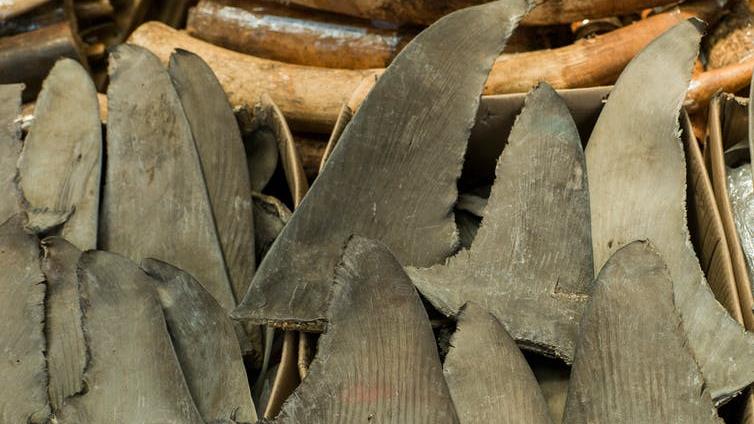 Illicit: Shark fins are often traded illegally PICTURE: EPA
