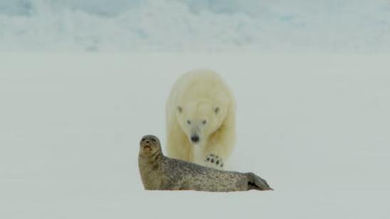 Prey: Misha charges a seal distracted by the camera PICTURE: © POLARX, AUTHOR PROVIDED (NO REUSE)