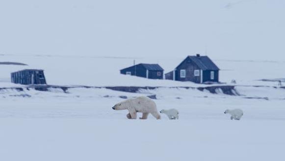 A still from Queen Without Land: Misha and her cubs in front of Villa Fredheim, 2013 PICTURE: © ASGEIR HELGESTAD, AUTHOR PROVIDED (NO REUSE)