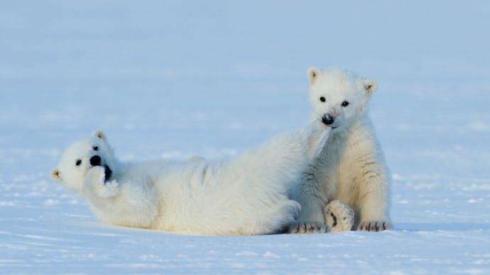 A still from Queen Without Land: Cubs ‘Lucky’ and ‘Light’ in 2013 PICTURE: © ASGEIR HELGESTAD, AUTHOR PROVIDED (NO REUSE)
