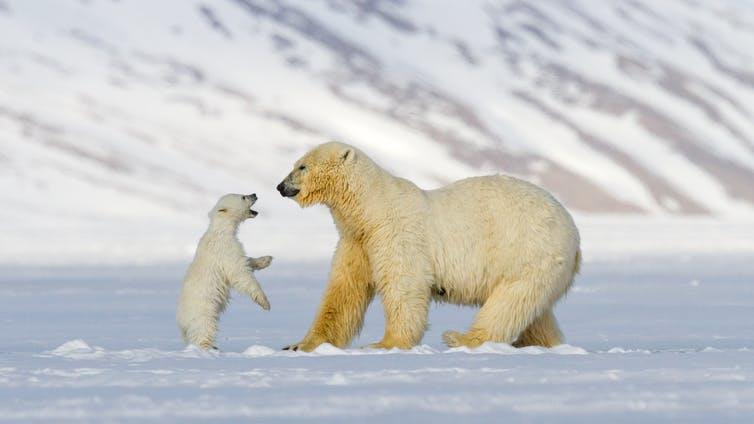 Misha and one of her cubs, 2013: The photo that sat on my desk PICTURE: © ROLF STANGE, AUTHOR PROVIDED (NO REUSE)