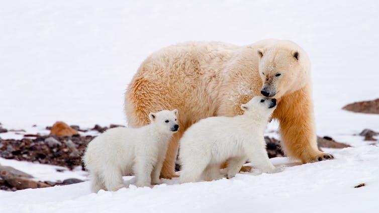 A still from Queen Without Land: Misha and her cubs PICTURE: © ASGEIR HELGESTAD, AUTHOR PROVIDED (NO REUSE)