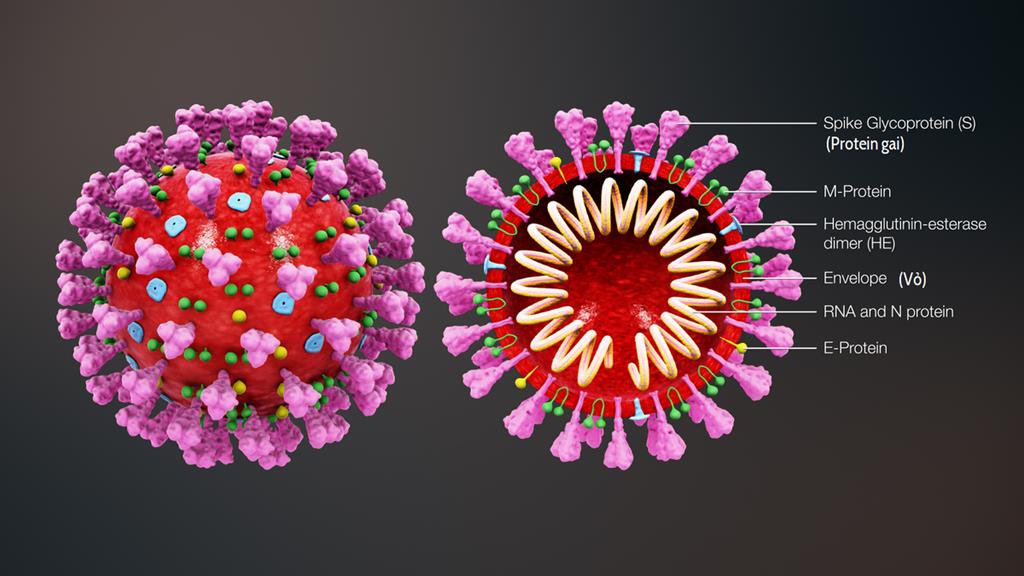 Promising: The Oxford University coronavirus vaccine candidate uses the genetic code from the virus’s ‘spike protein’ PICTURE: CC BY-SA