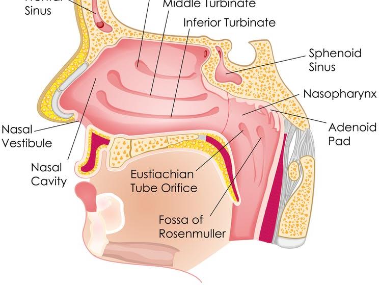 Nasal gazing: The inside of the nose follows the roof of the mouth towards the back of the head PICTURES: SHUTTERSTOCK