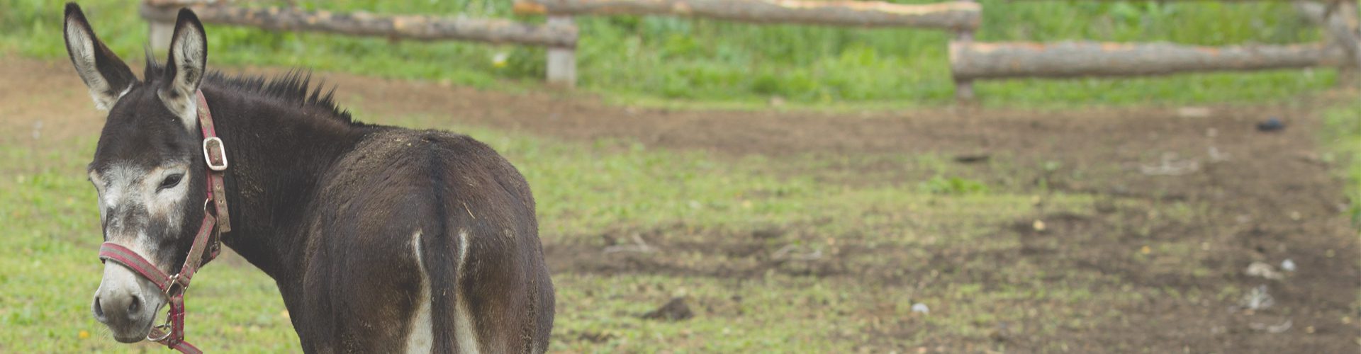 donkey