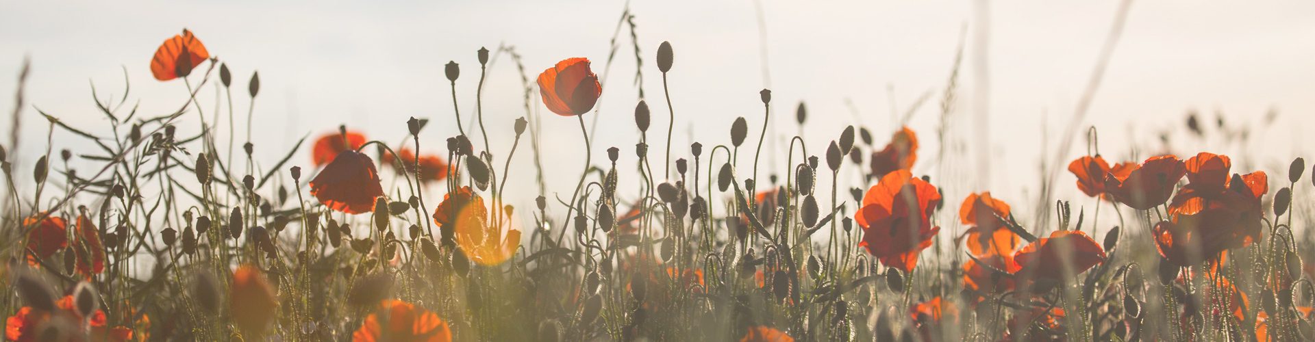 iconic WW1 Images