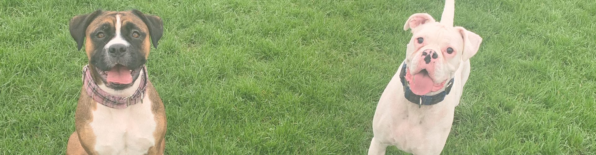 a brown boxer dog and wa white boxer dog on grass