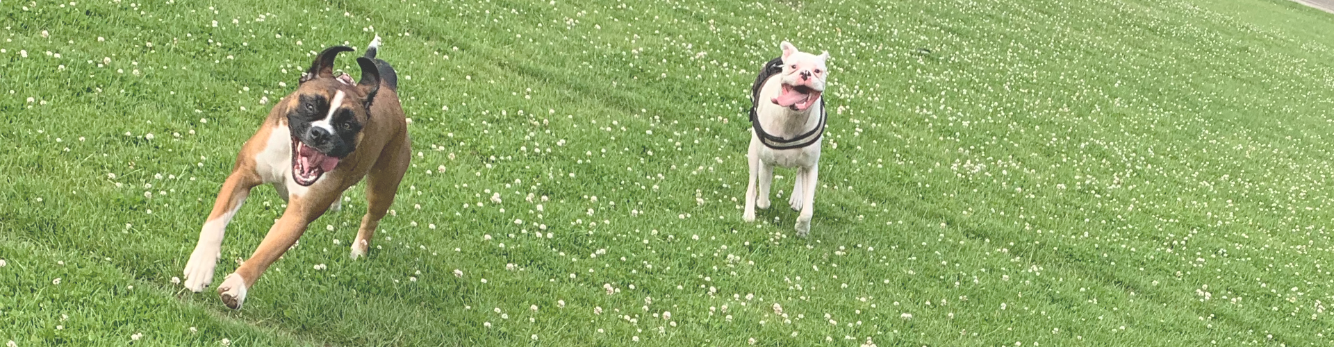 two boxer dogs running