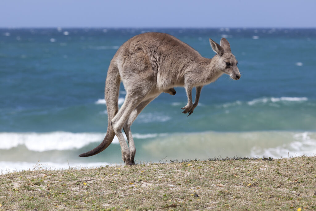 Lucky Bay - Family Guide to Australian Beaches