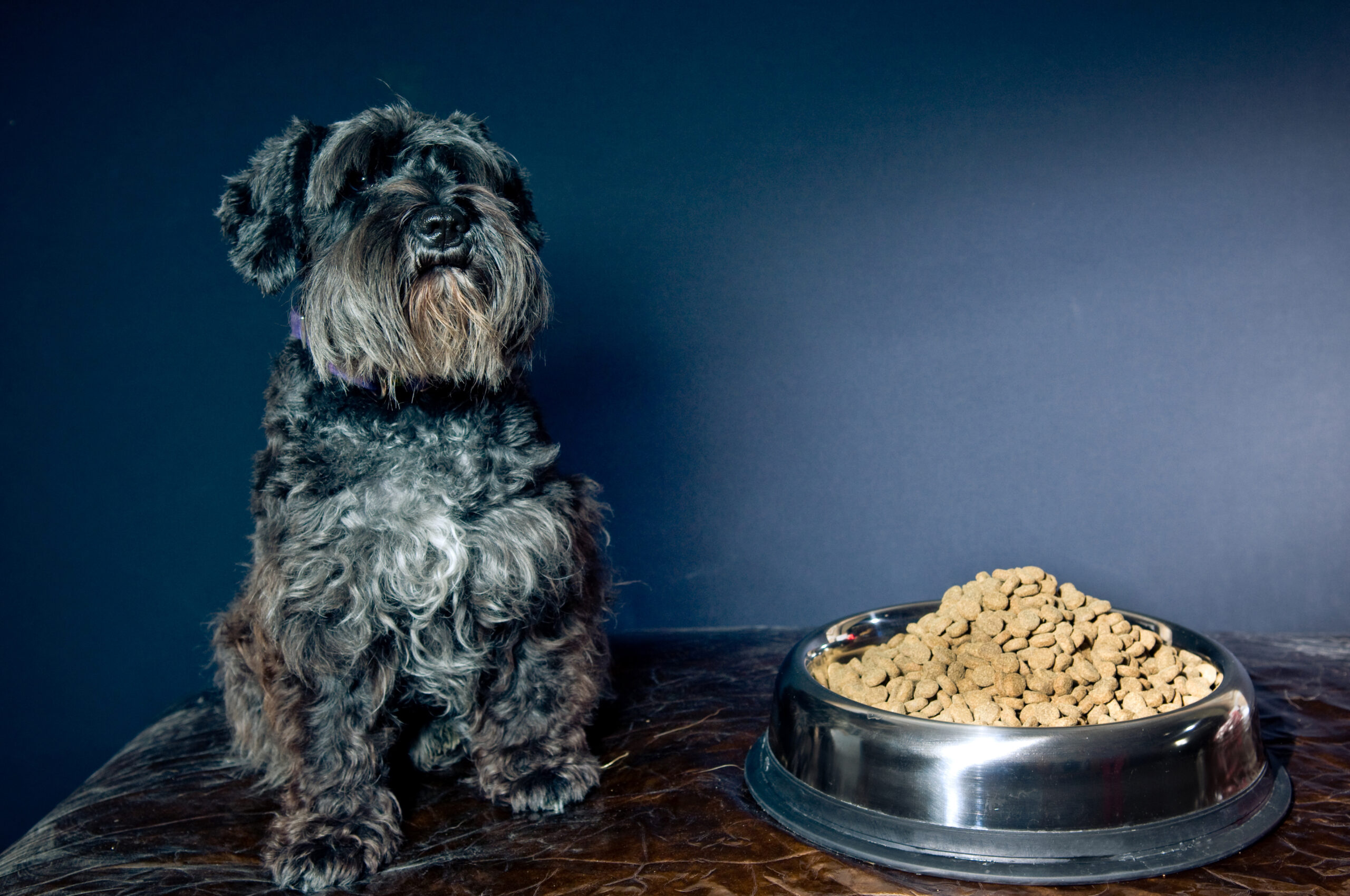 dog with kibble