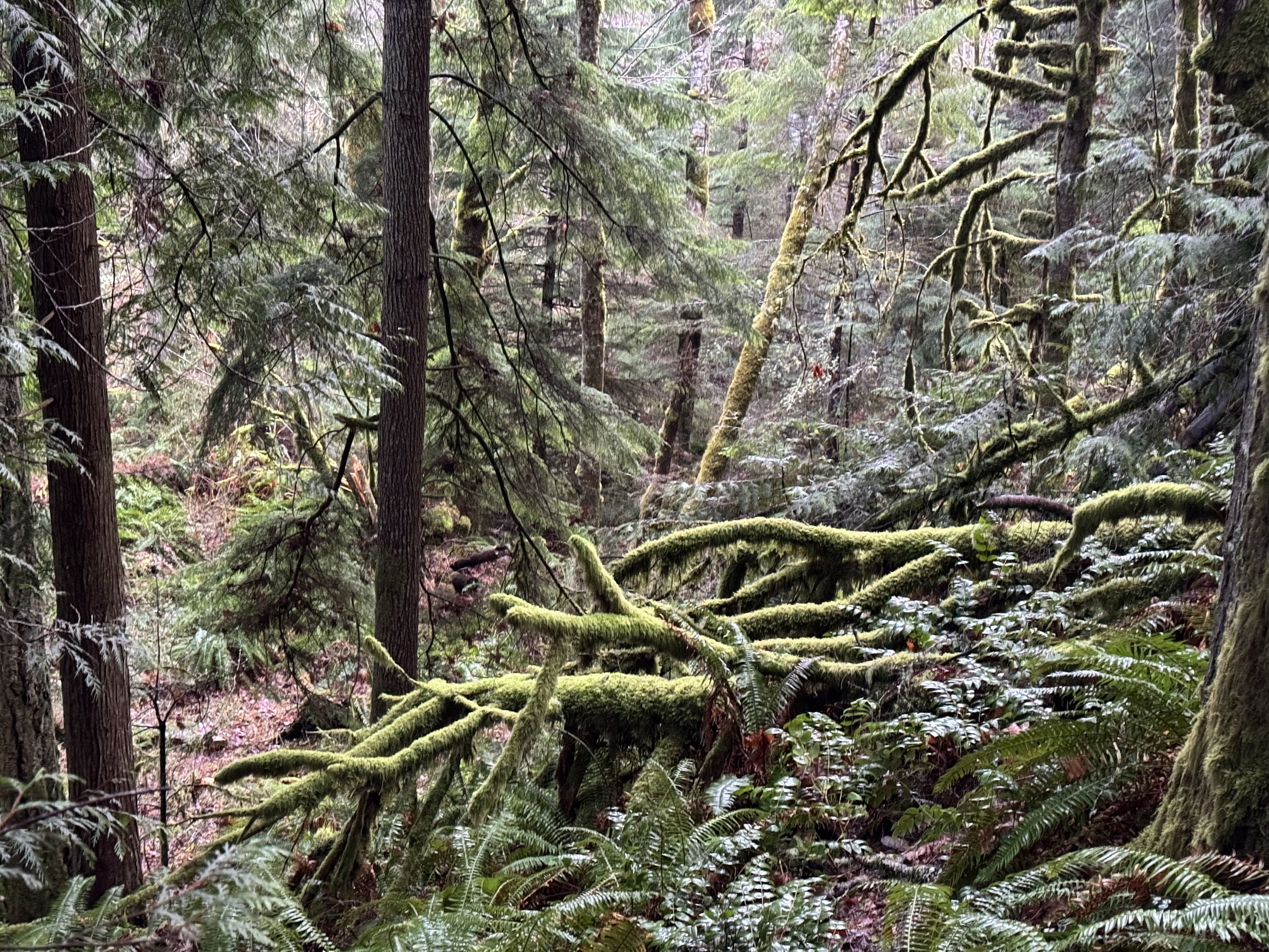 A dense forest scene with tall trees and fallen branches covered in moss. Ferns and other vegetation are abundant on the forest floor.