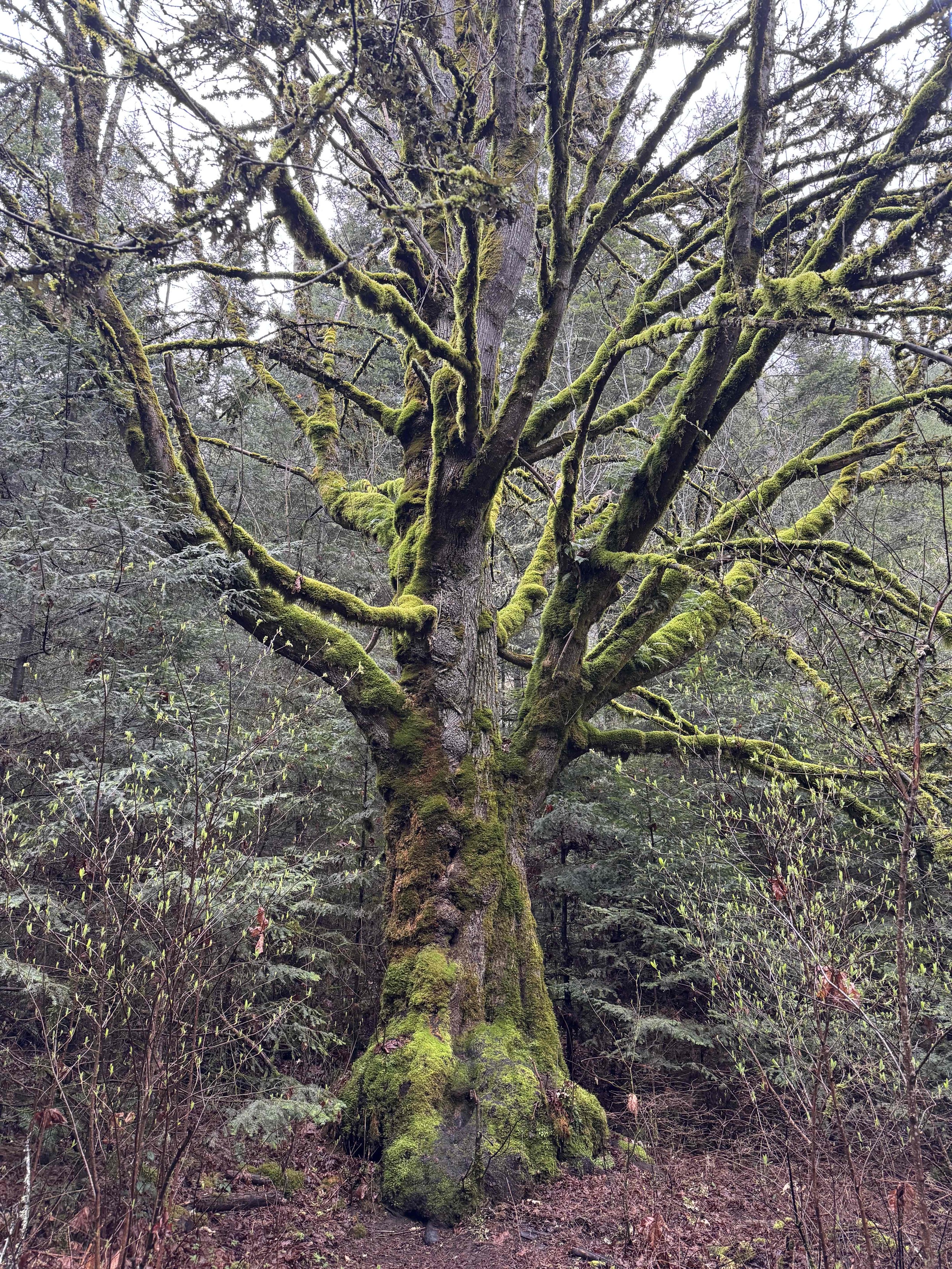 A tall tree with numerous branches covered in green moss stands in a dense forest. The surrounding area is filled with smaller trees and shrubbery.