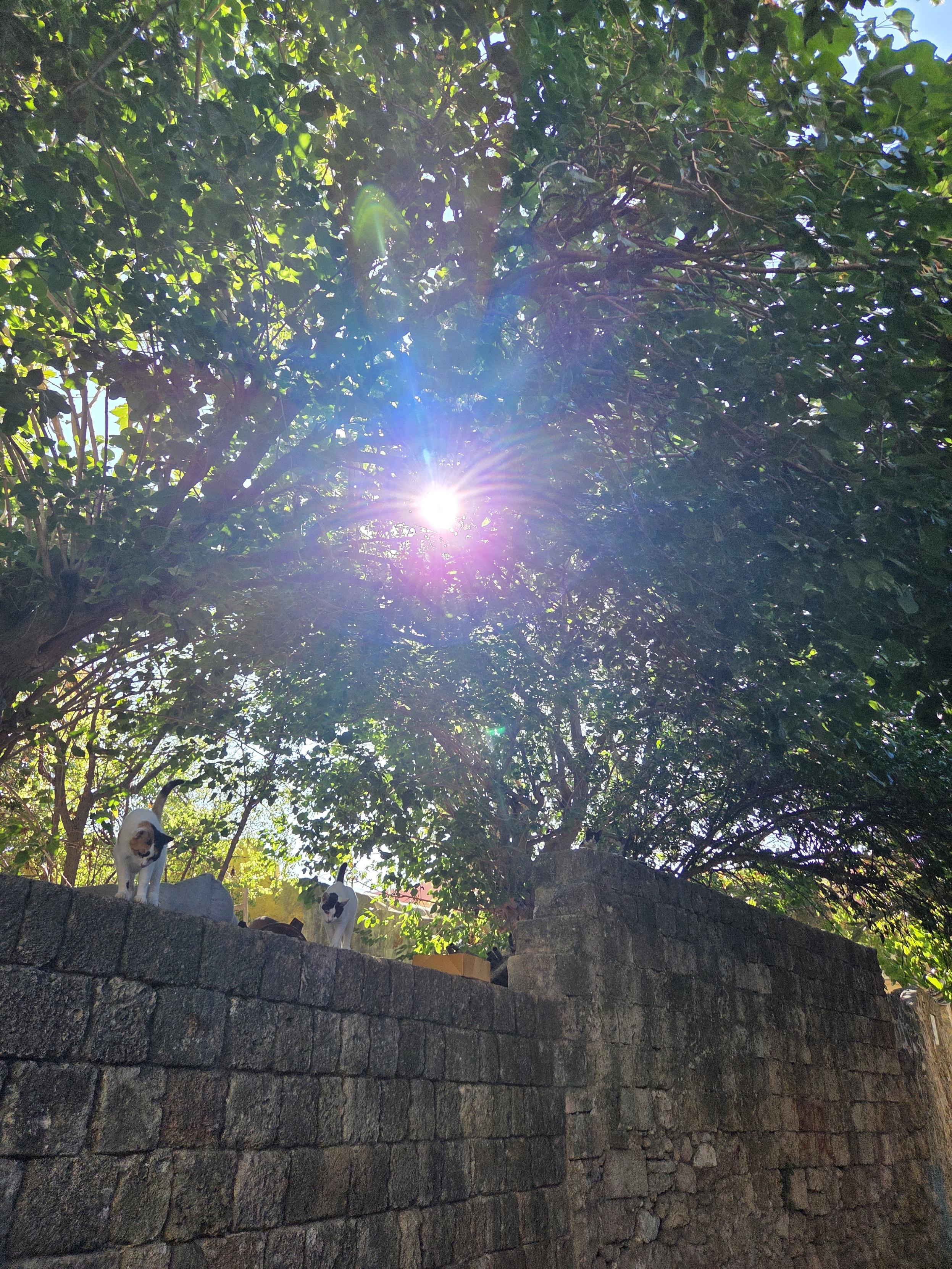 Two cats stood looking down from a wall. In the background, the sky is covered by the branches of a tree, with the sun breaking through the leaves.