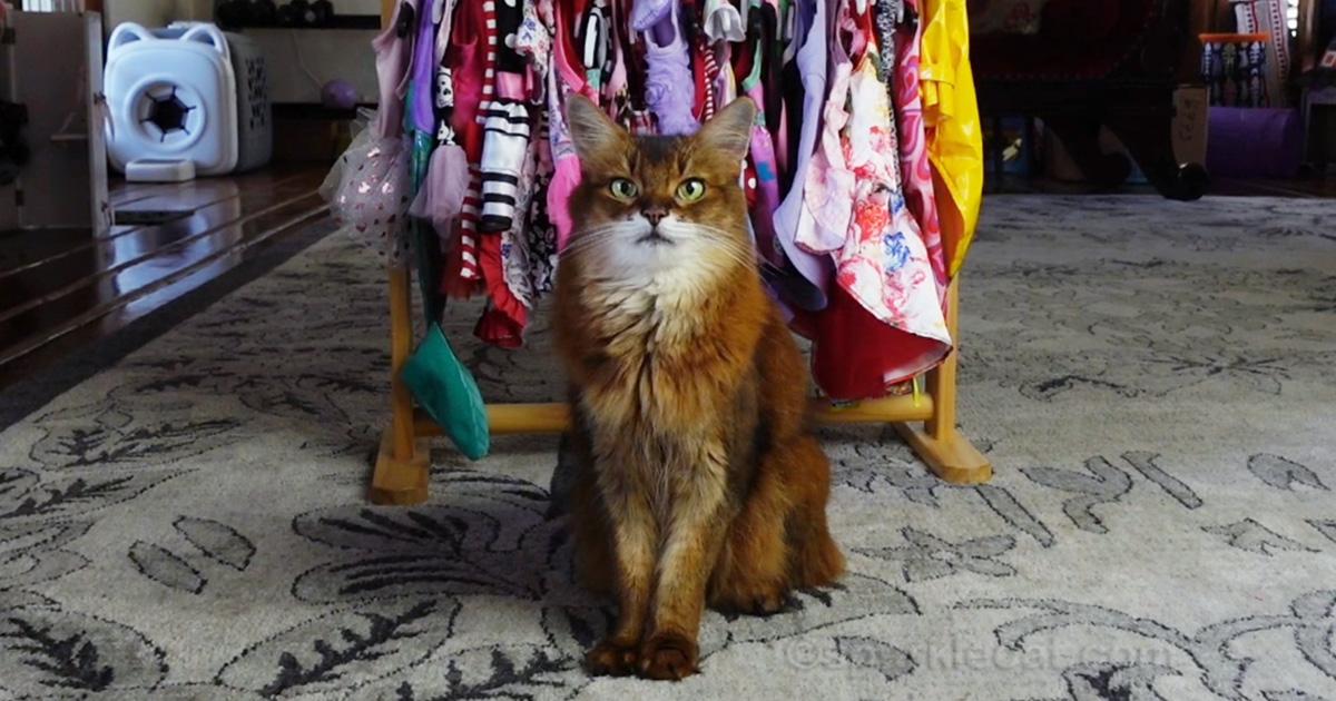 Somali cat sitting in front of a rack of pet clothes