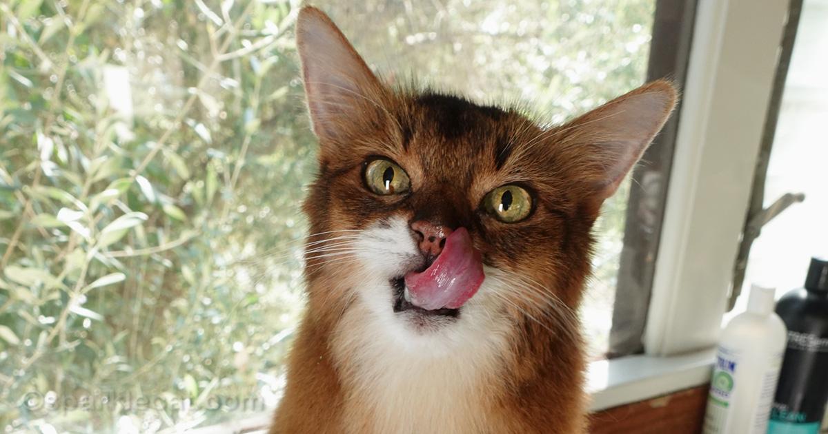 Somali cat after a bath with her tongue out