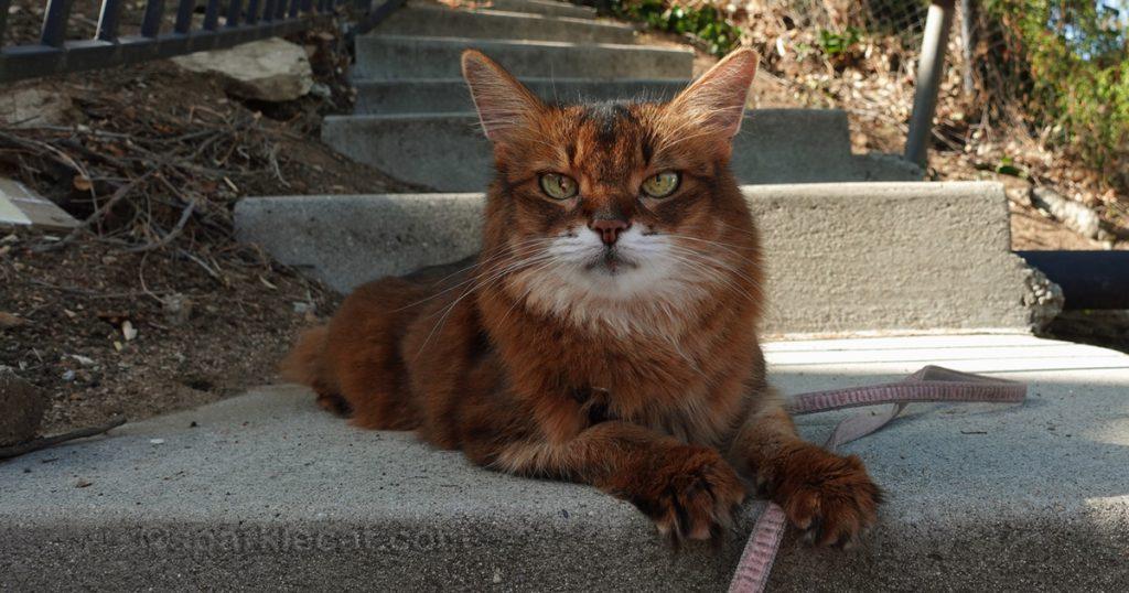 Somali cat, relaxing on some concrete steps