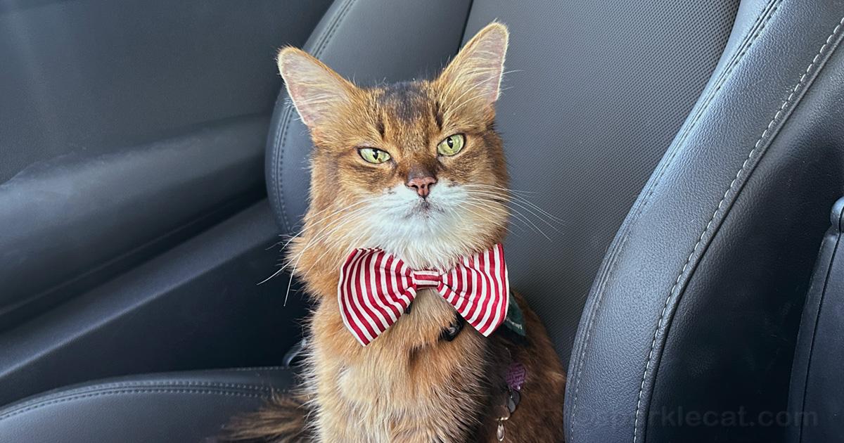 Therapy kept wearing a red and white striped bowtie