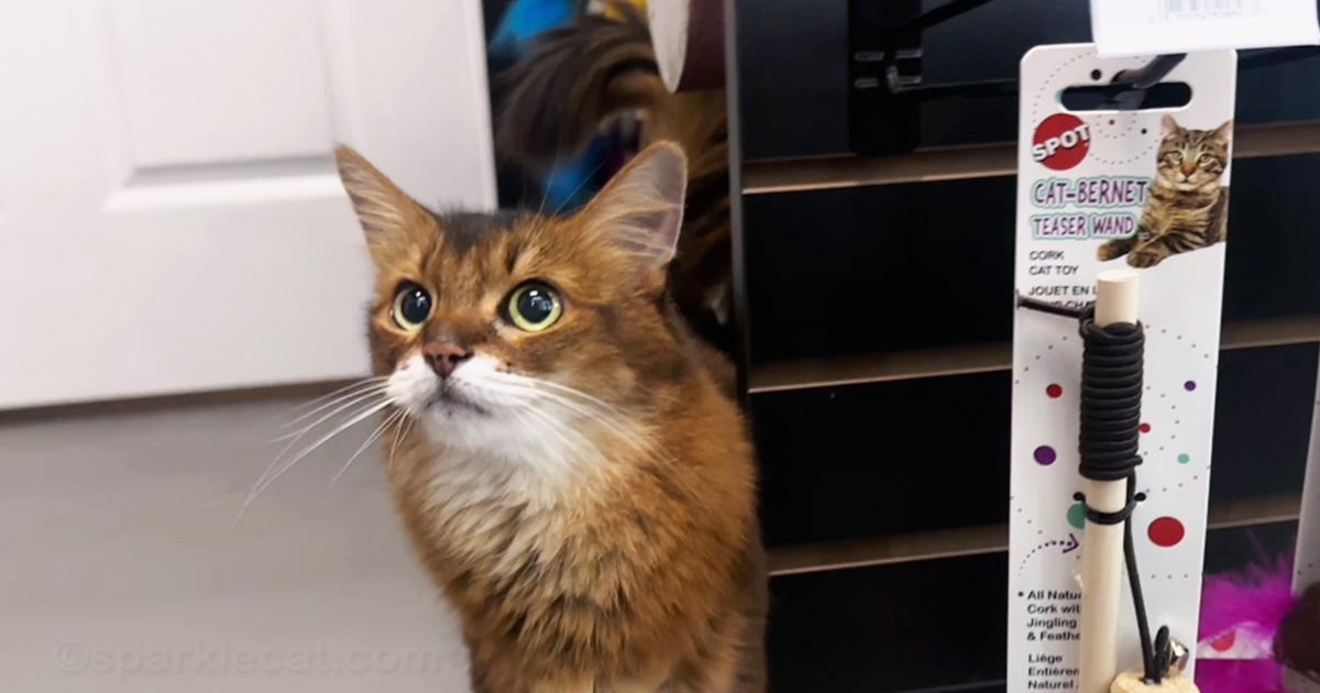 Somali cat looking around at a pet store
