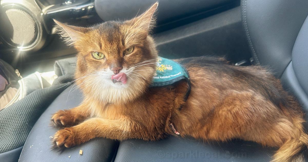 Therapy cat, relaxing in the car with her tongue out and treat crumbs at her paws