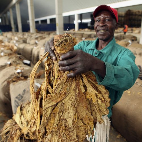 TSL blames tough RBZ payment arrangements for reduced tobacco yield