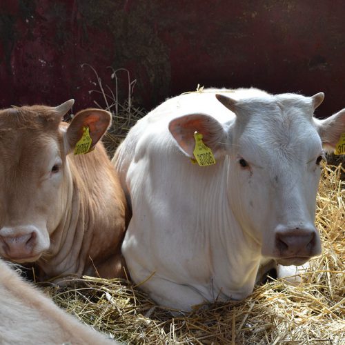 Zimbabwe bans South Africa livestock import over disease fears