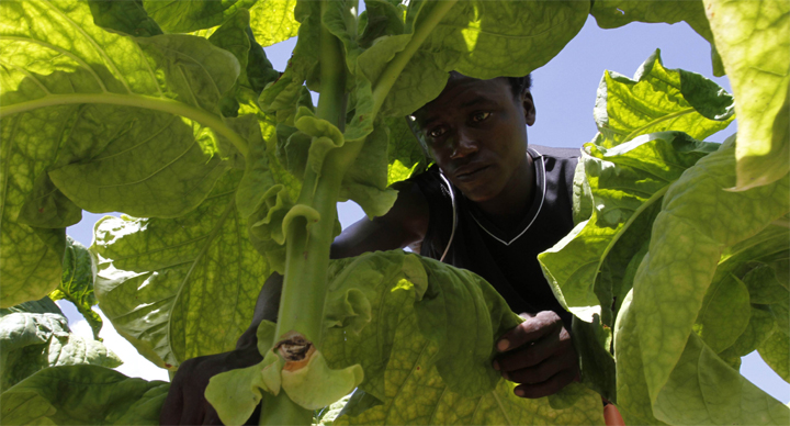 The changing fortunes of former farm workers in Zimbabwe - NewZimbabwe.com