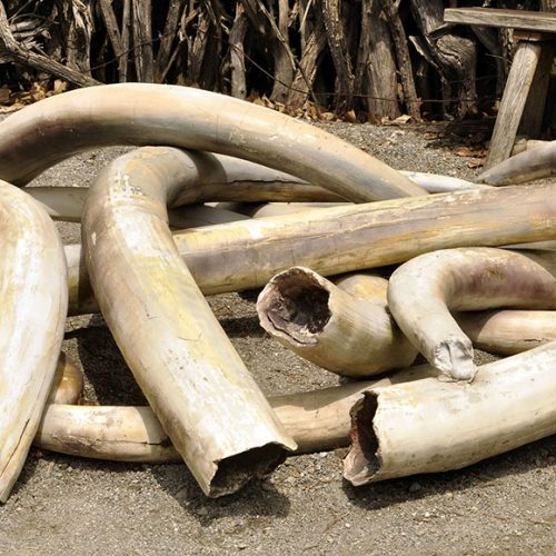 Can Zimbabwe’s tainted elite be trusted with windfall from ivory trade?