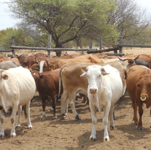 Man axes neighbour to death in row over missing cattle