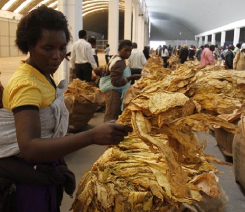 Tobacco selling season kicks off at a high of US$4.50 per kg