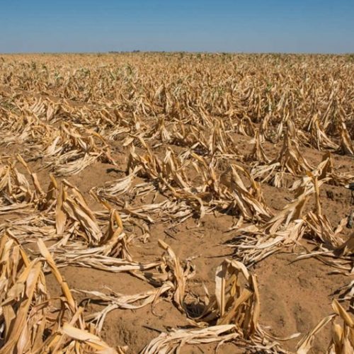 Zimbabwe ‘slowly approaching man-made starvation’