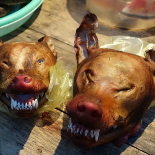 Snake pastor gives congregants dog ‘meat and blood’ to ‘heal’ HIV & cancer