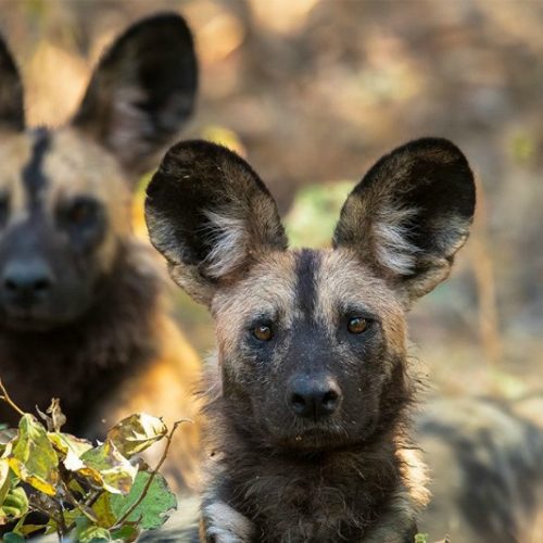 The ‘painted wolves’ of Zimbabwe