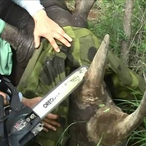 Seven rhino poaching Chinese nationals finally freed