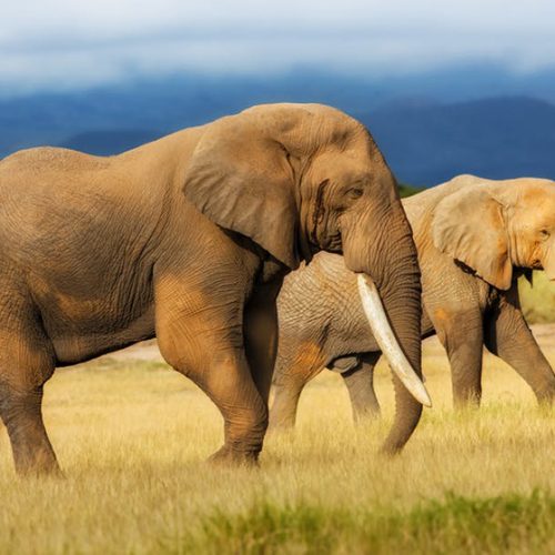 Drought-hit Zimbabwe readies mass wildlife migration