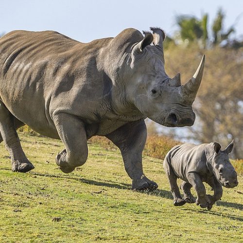 Eggs harvested from last remaining white rhinos