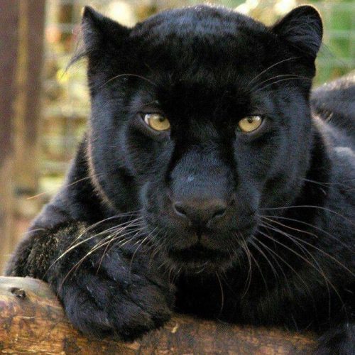 Black panther found prowling roofs in French town