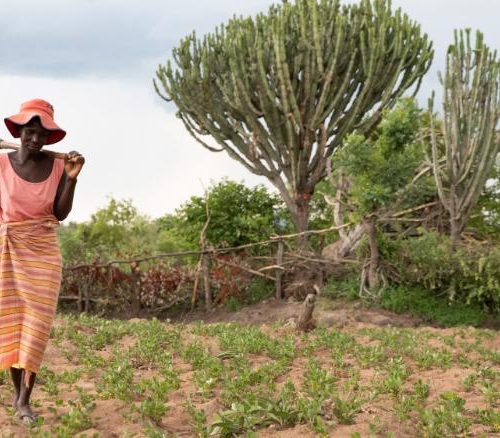 Fueled by climate change, Zimbabwe’s erratic harvests cause farmers with HIV to struggle