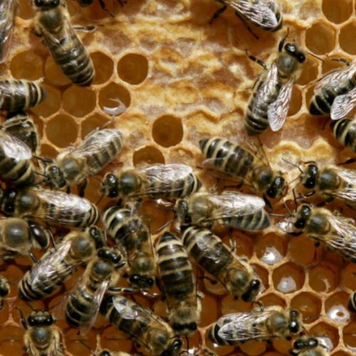 Apiculture farmers urged to target foreign markets