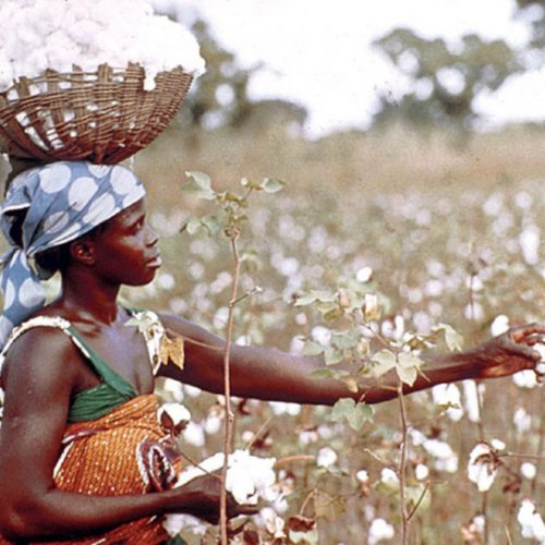 Cotton a curse for Midlands: As sexually transmitted infection rise during marketing season