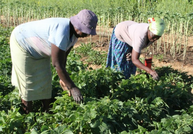 Govt To Revive Food For Work Programme To Alleviate Drought Effects