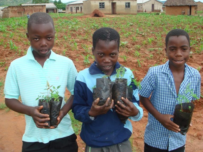 AWLO Zimbabwe in call for tree planting culture among citizens
