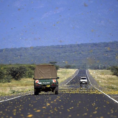 Bill Gates donates $10m to fight locusts in East Africa