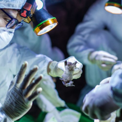 Coronavirus: African countries reach for malaria medicine