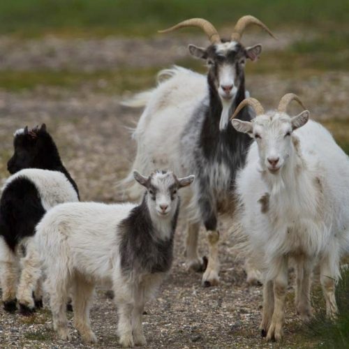 Chipinge Brothers On The Run For Killing Villager Over 4 Stolen Goats
