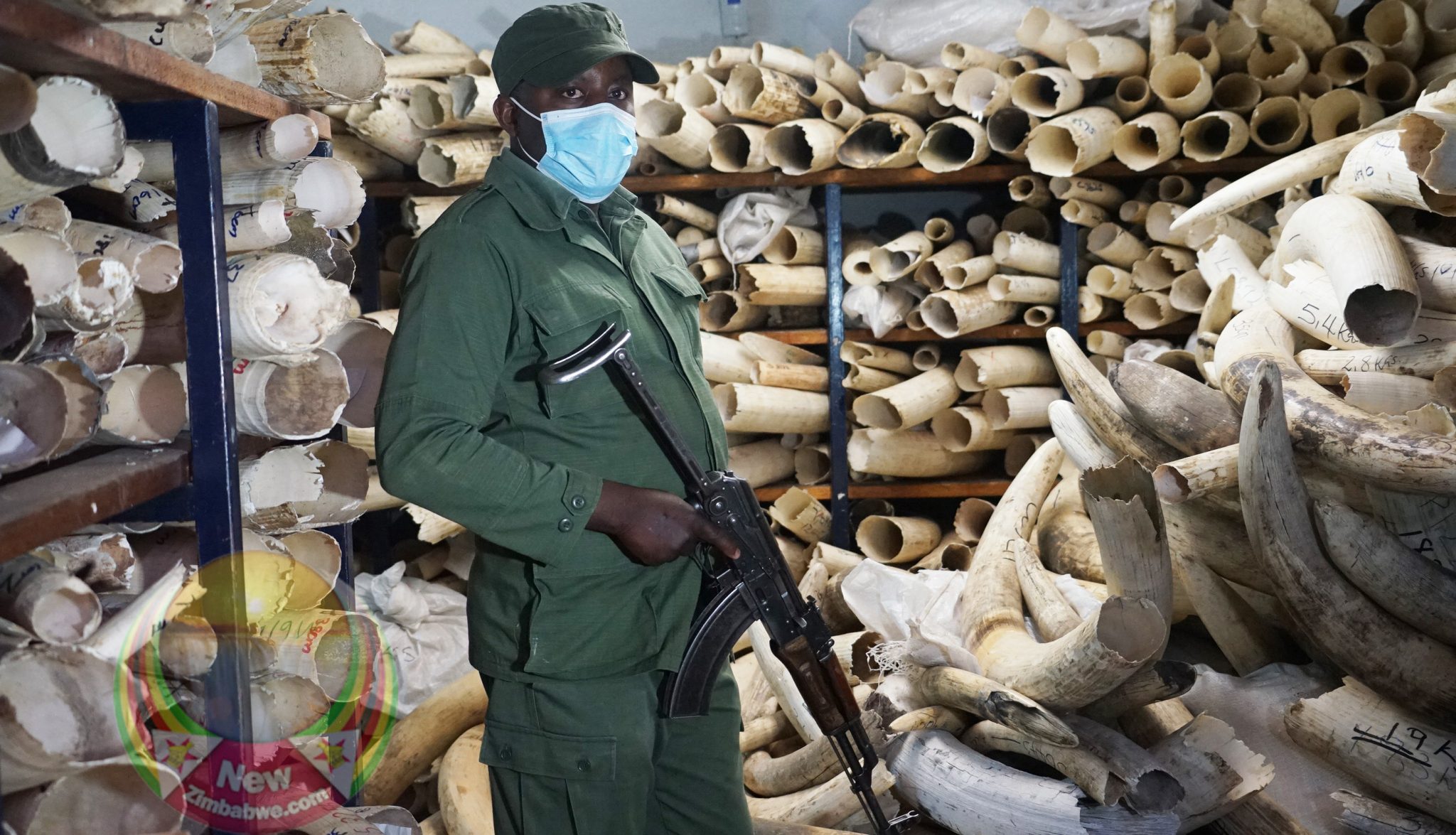 IN PICTURES Zimbabwe sits on US600 million worth ivory due to