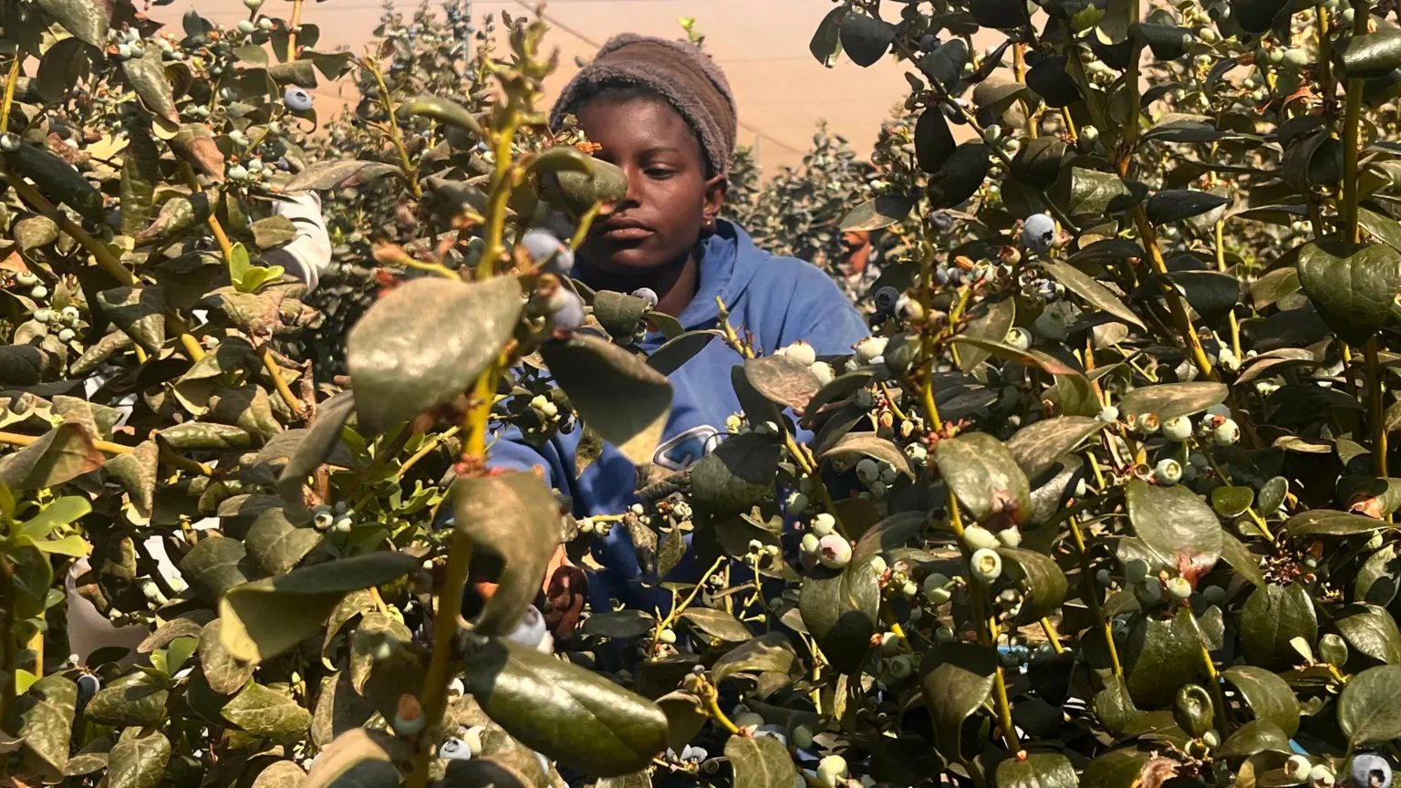 Zimbabwe is a tobacco country, but some think the future lies in blueberries