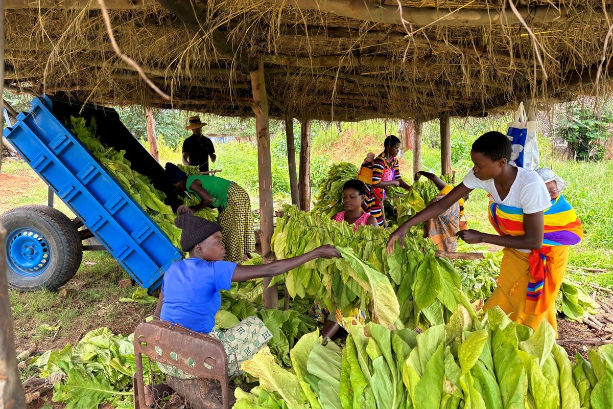 Deeply controversial land reform in Zimbabwe helping small farmers adapt to climate change, research suggests