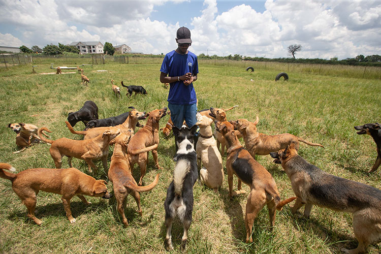 Weak enforcement fuels rise in unlicensed dog breeding in Zimbabwe