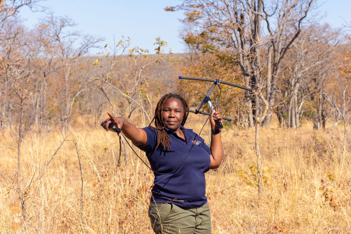 Protecting lions and people: the biologist dedicated to tackling human-wildlife conflict