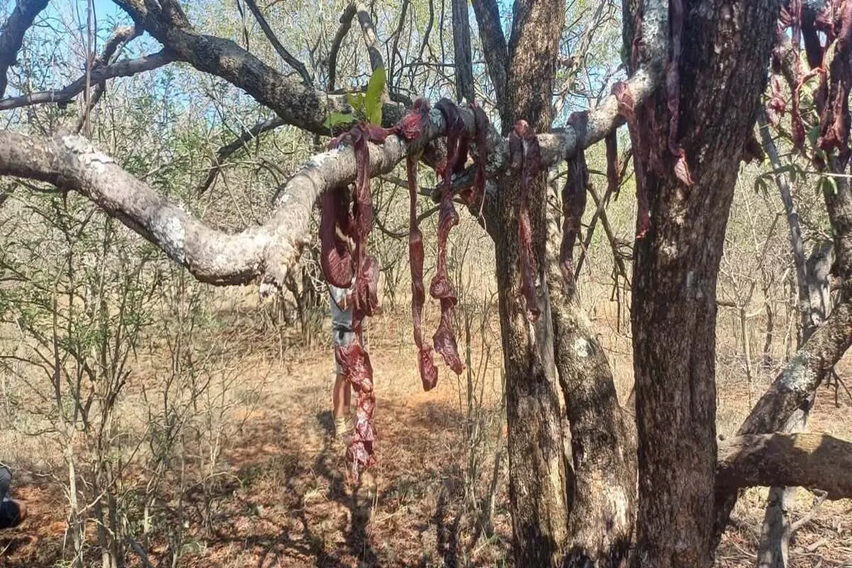 Zimbabwean man arrested for poaching in SA after police discover meat linked to two sable antelopes